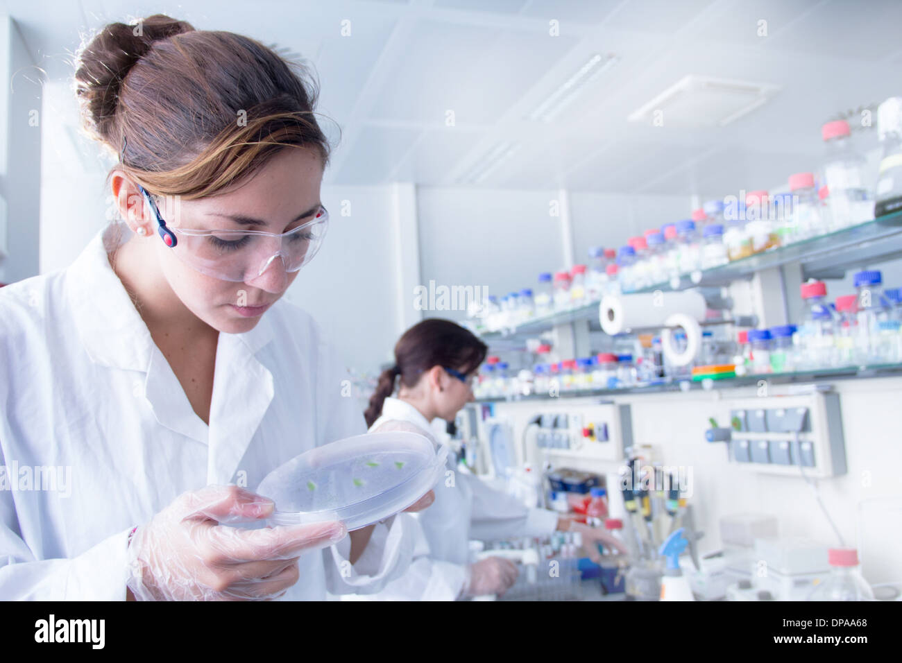 Studente di biologia guardando alla capsula di petri Foto Stock