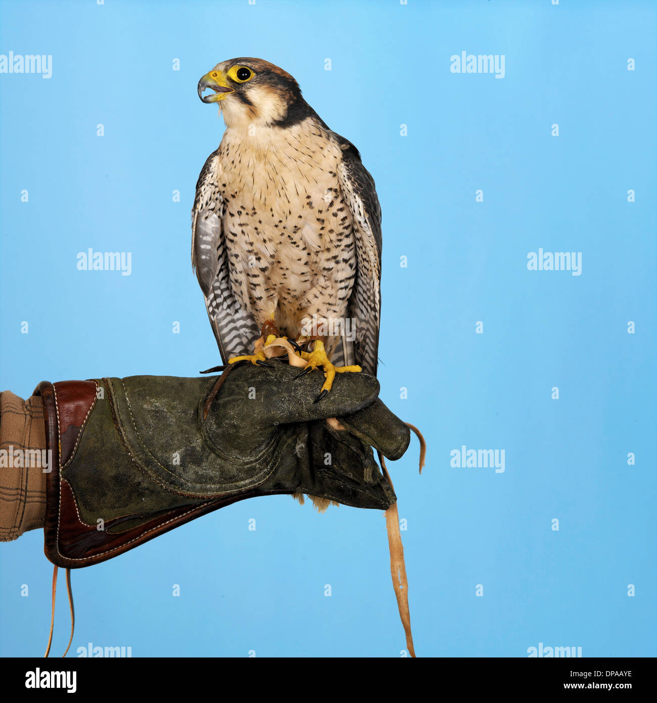 Lanner Falcon appollaiato a portata di mano Foto Stock