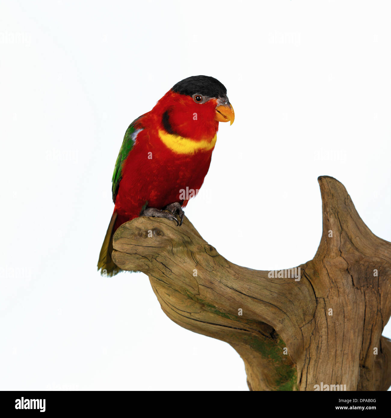 Giallo Bibbed Lory sulla scultura in legno Foto Stock