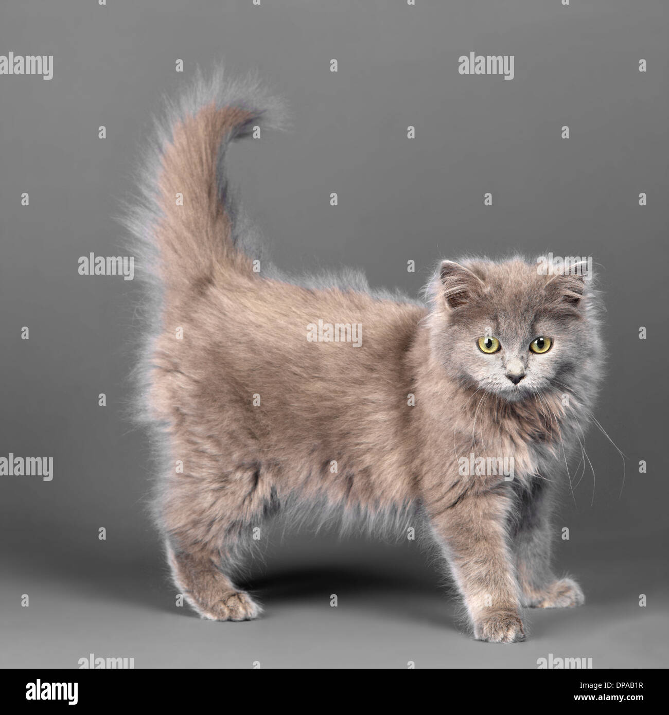 Capelli lunghi blu grigio gattino Foto Stock