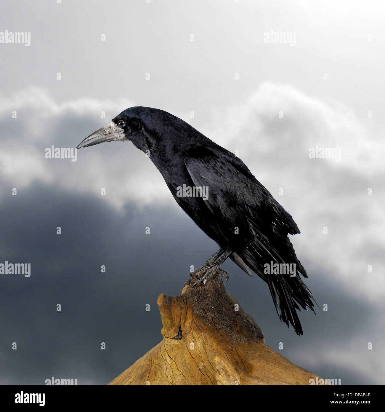 Rook appollaiato sul ceppo di albero Foto Stock