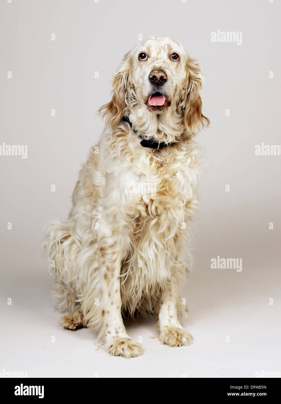 Setter inglese con la bocca aperta Foto Stock