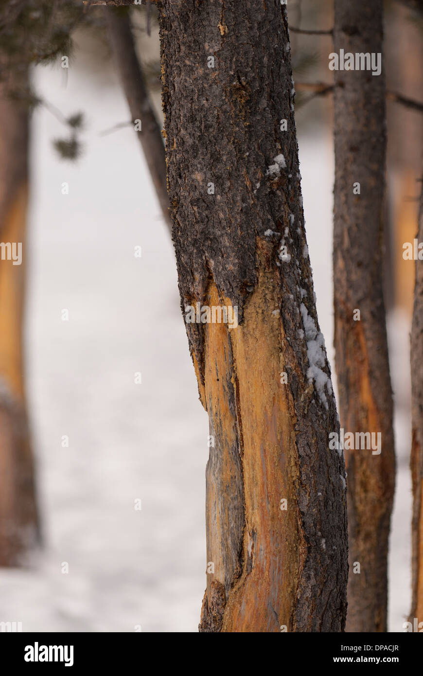 Albero di inverno nel Parco Nazionale di Yellowstone Foto Stock