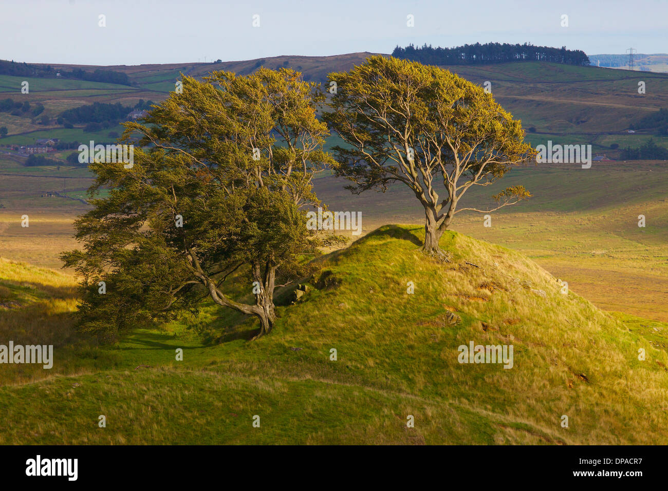 Alberi sulla collinetta vicino Walltown vallo di Adriano Path National Trail Cumbria Inghilterra England Regno Unito Gran Bretagna Foto Stock