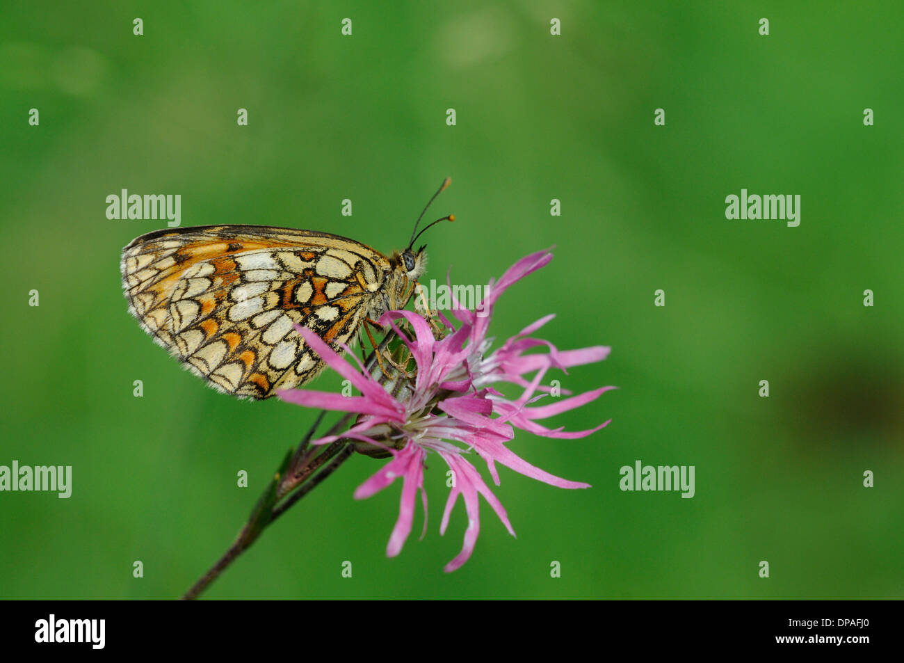 Heath fritillary (Mellicta athalia) arroccato su ragged robin (Lychnis flos-cuculi) Foto Stock