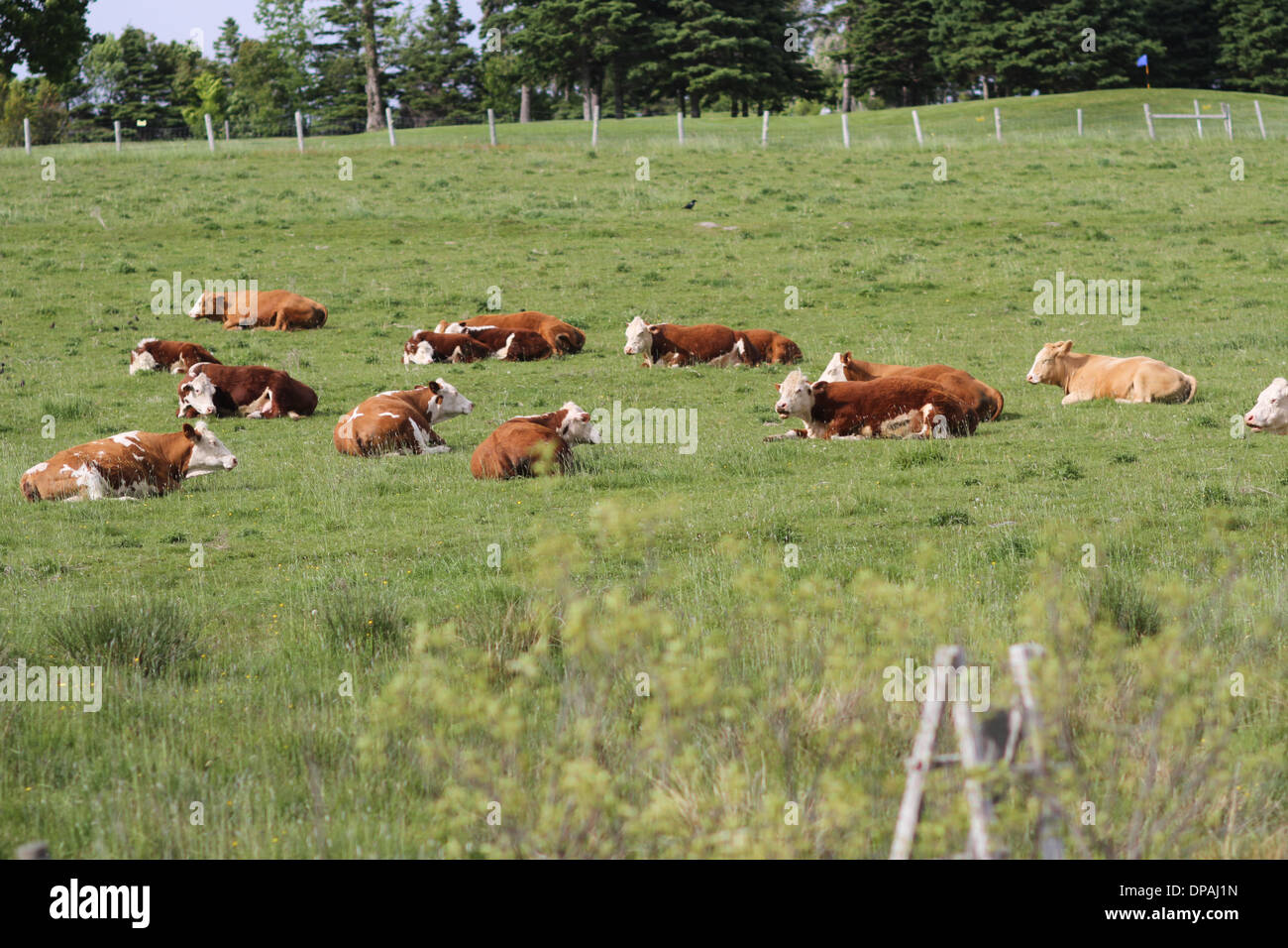 Vacche che stabilisce n un campo nella rurale Nova Scotia Foto Stock