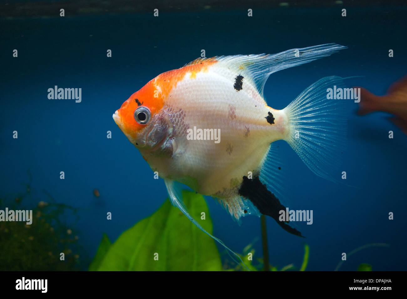 Pesci esotici in un acquario Foto Stock