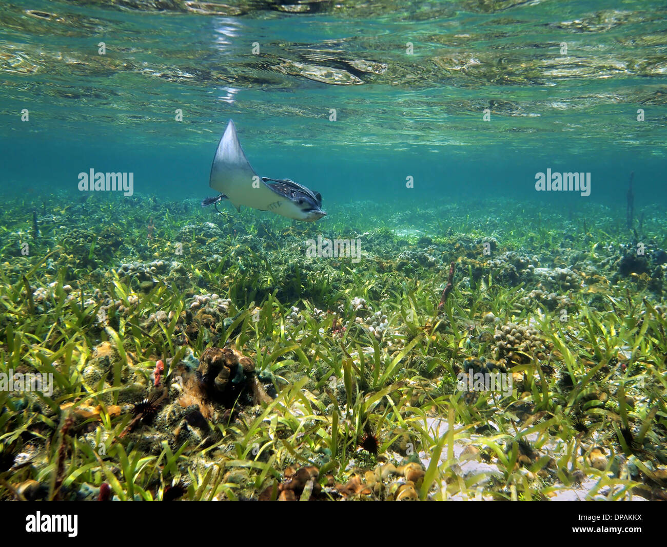 Raggio di aquila chiazzato Aetobatus narinari vicino alla superficie dell'acqua in una leggera barriera corallina, Mar dei Caraibi Foto Stock