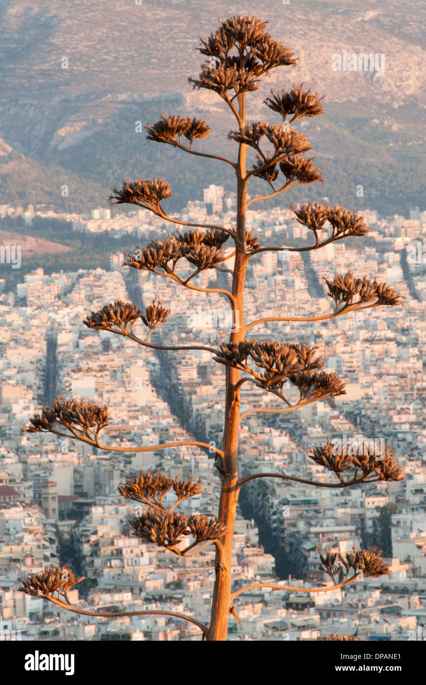 Ramo di albero visto contro la città di Atene, capitale della Grecia. Foto Stock