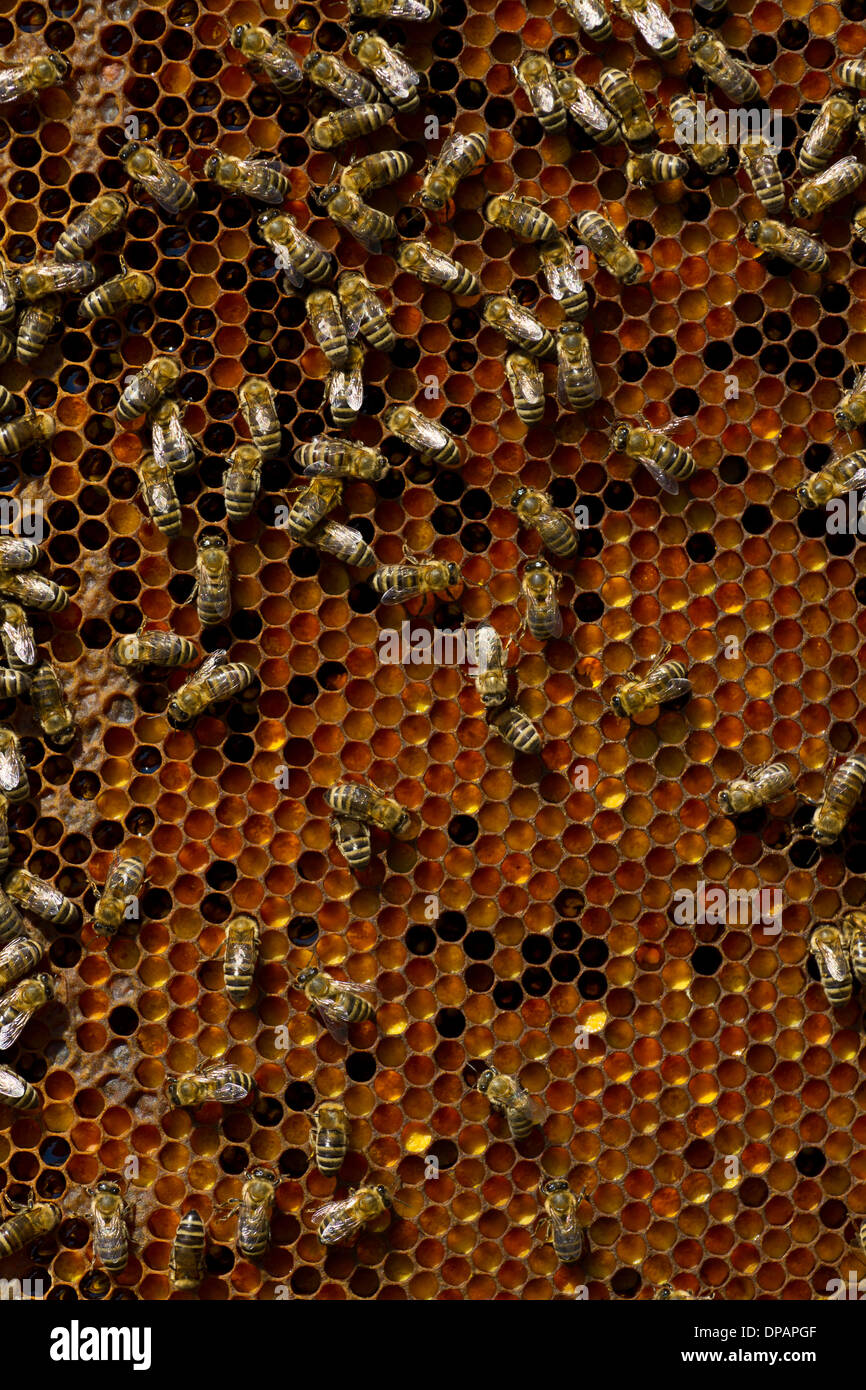 Favo di miele con le api ed il miele Foto Stock