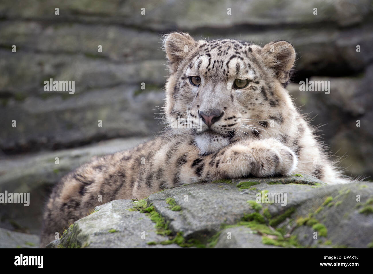 Maschio di snow leopard cub Foto Stock