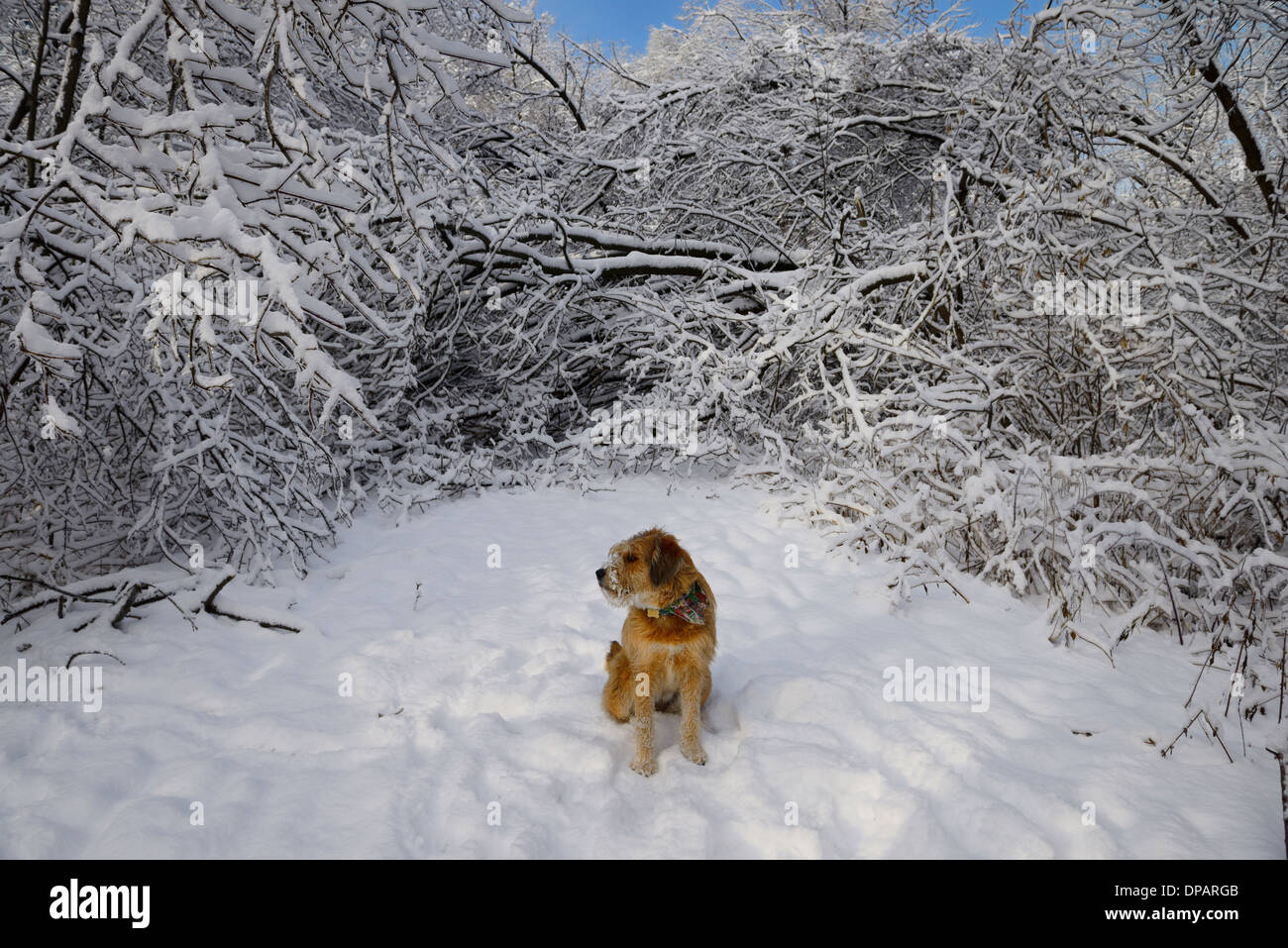 Dog sitter su strade coperte di neve sentiero forestale bloccato dalla caduta di alberi coperti di neve e ghiaccio Toronto Foto Stock