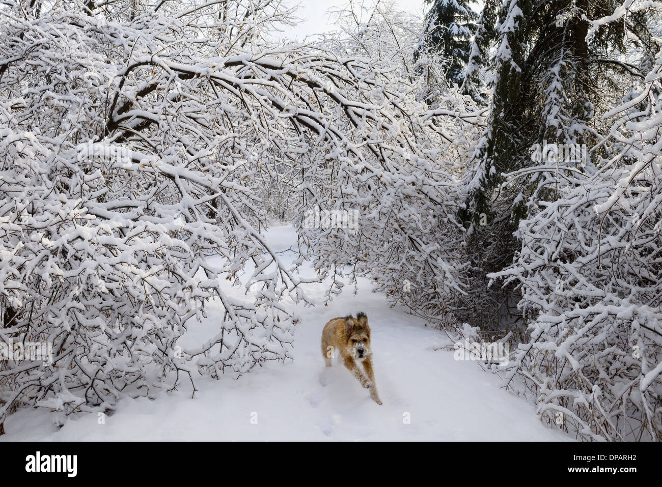 Cane che corre off guinzaglio sul parco percorso di foresta con alberi piegati ricoperto di ghiaccio e neve dopo la tempesta di Toronto Foto Stock