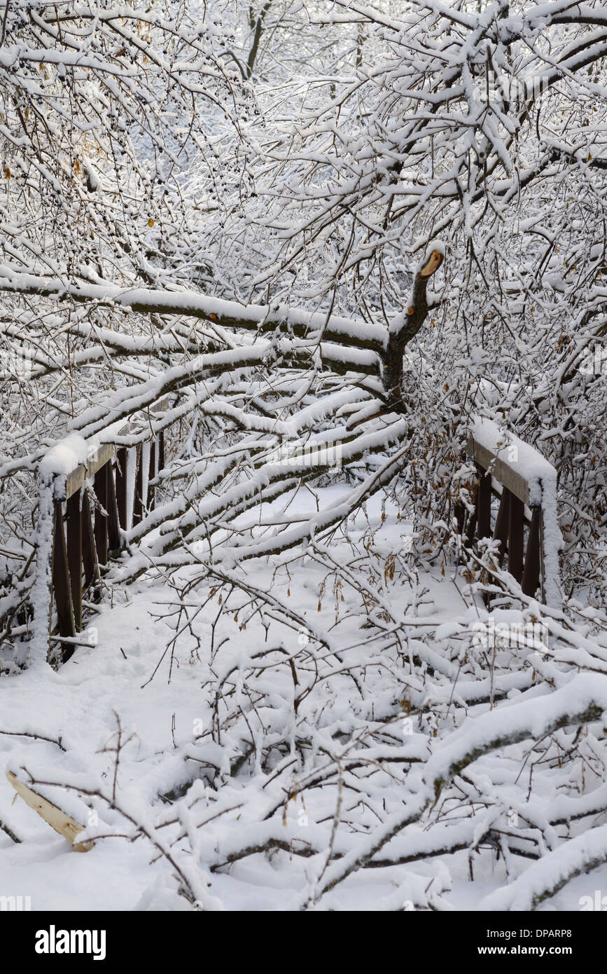 Caduto e rotture di alberi si è schiantato su un ponte su un sentiero di bosco lungo il fiume Humber dopo il 2013 la tempesta di ghiaccio Toronto Foto Stock