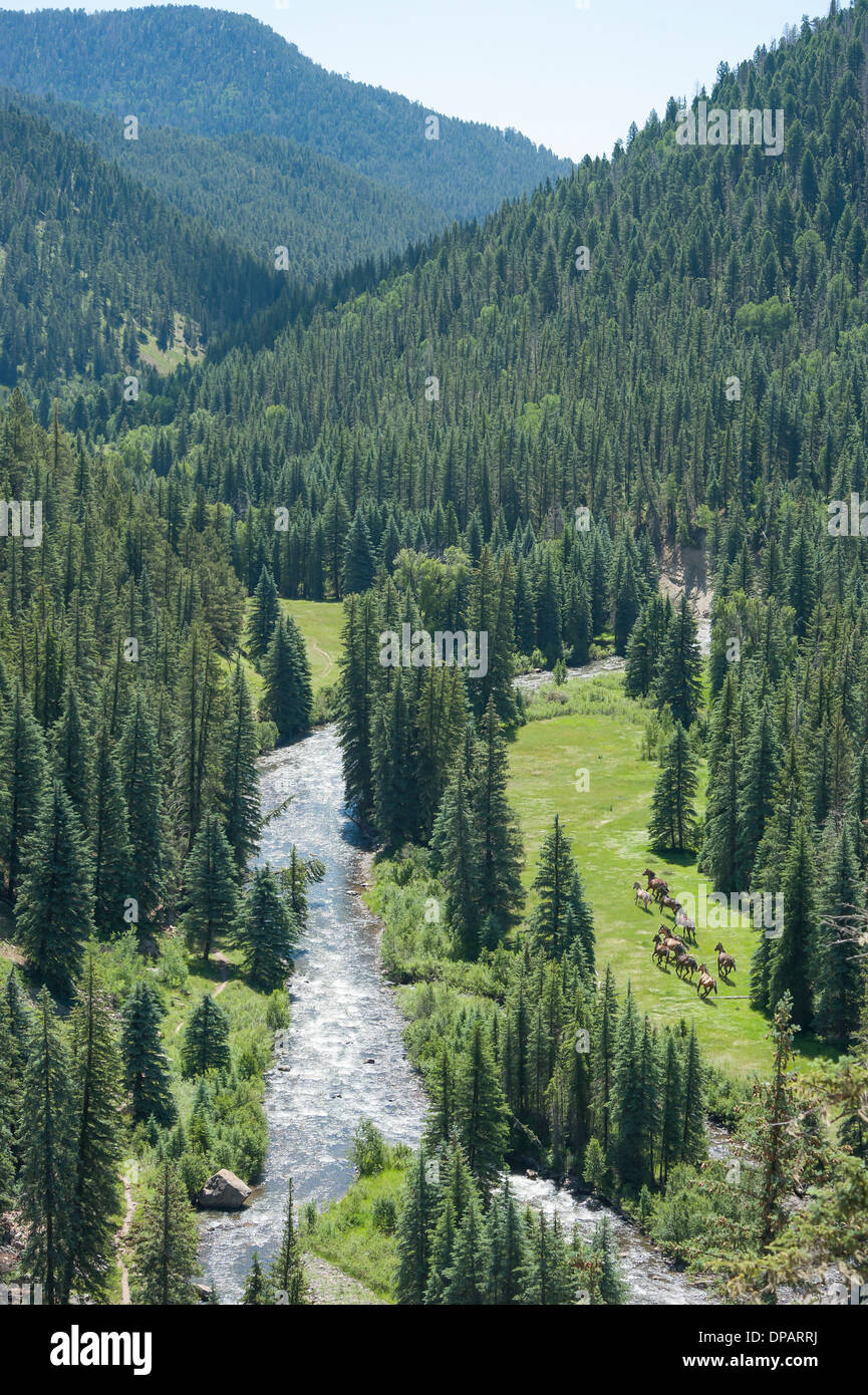 Allevamento di cavalli in esecuzione, Southern Colorado vicino al Canyon di eco Foto Stock
