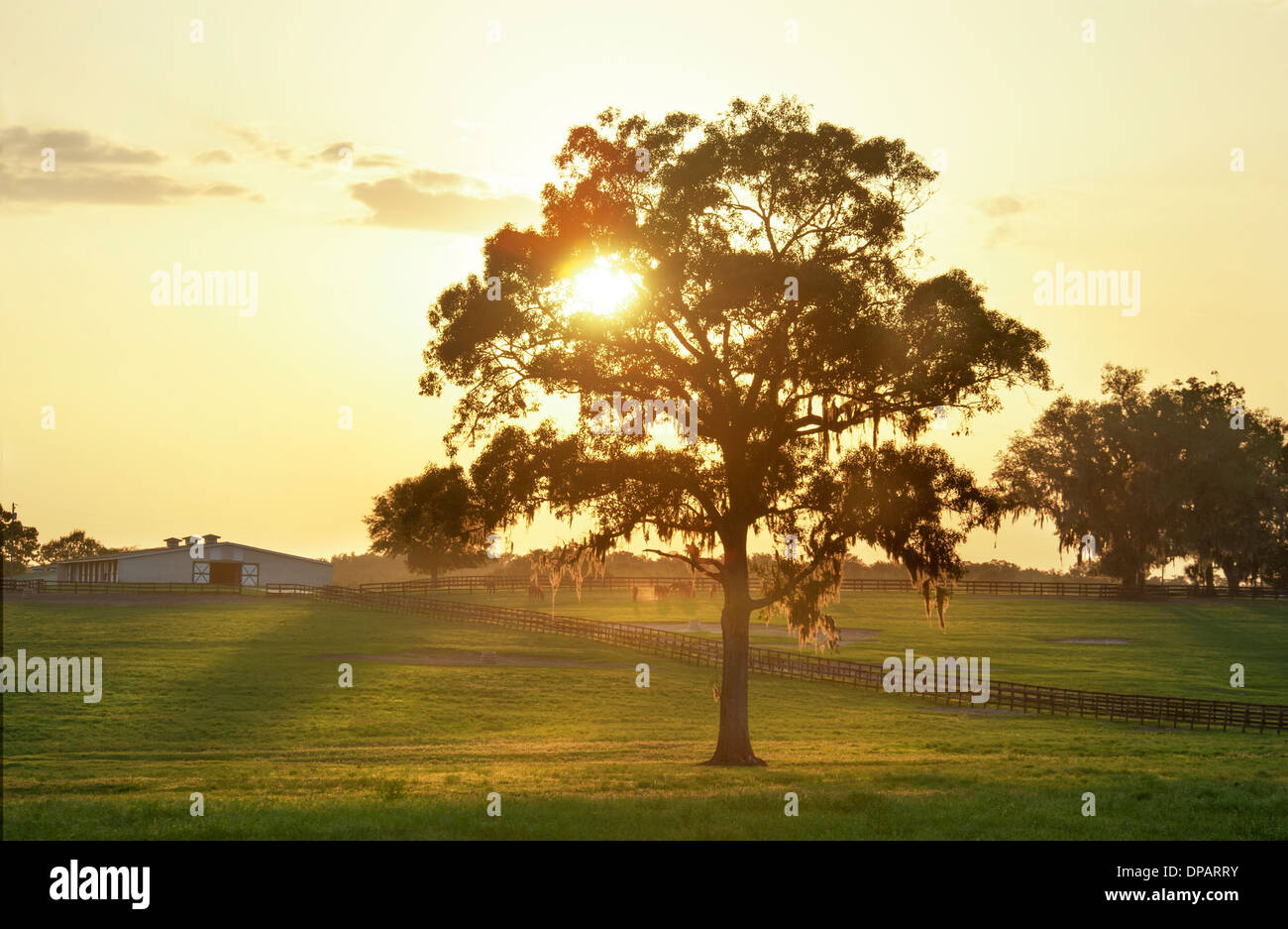 Thoroughbred horse farm, Ocala, Florida. Foto Stock