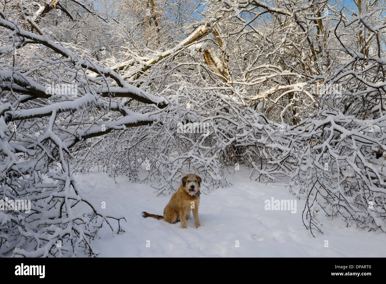 Dog sitter sulla foresta del parco percorso con rotture di alberi coperti di neve e ghiaccio dopo la tempesta a Toronto Foto Stock