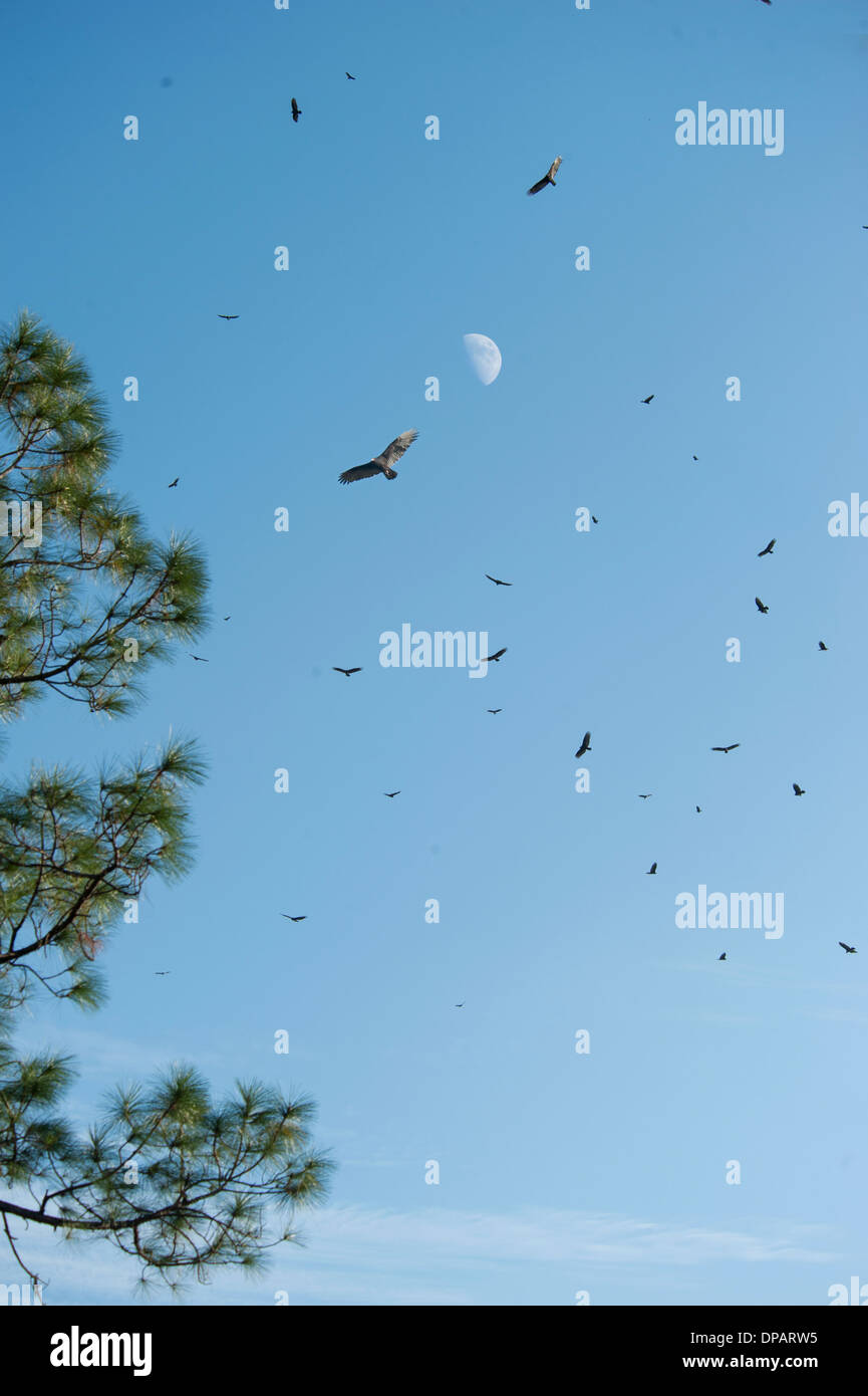 Gli avvoltoi volteggiare nel cielo con la luna Foto Stock