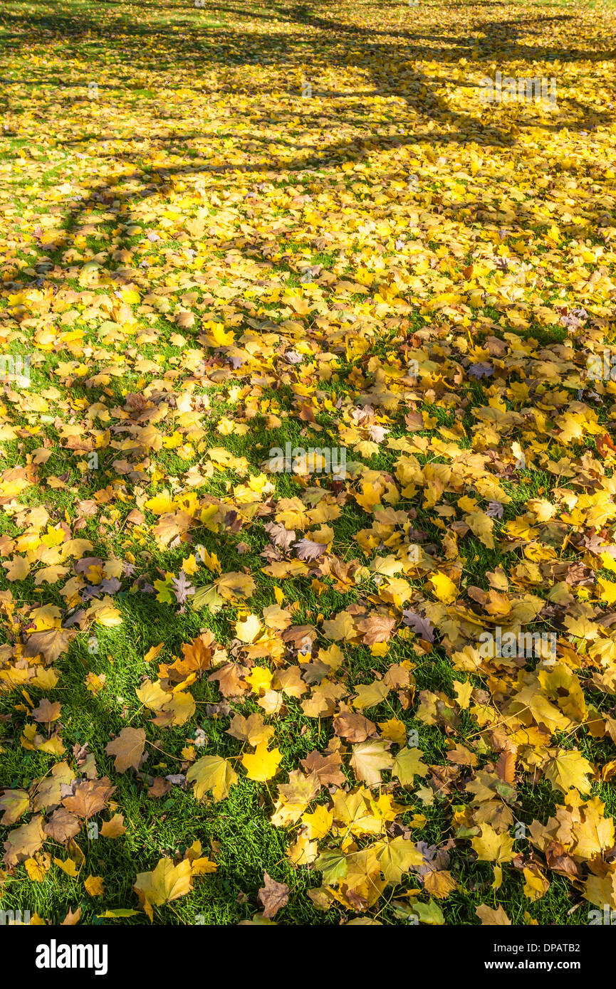 In autunno le foglie di Ginkgo moquette prato Foto Stock