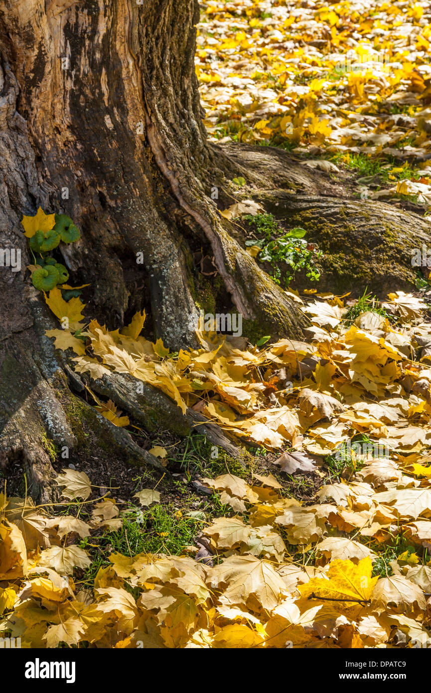 In autunno le foglie di Ginkgo moquette prato Foto Stock