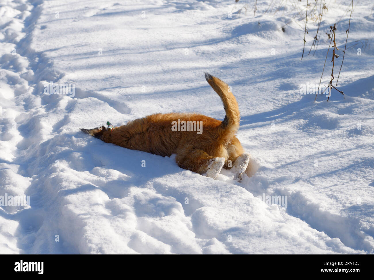 Cane su un cammino di scavare nella neve fresca per rimuovere eventuali bavature dalla faccia con bum in aria Foto Stock