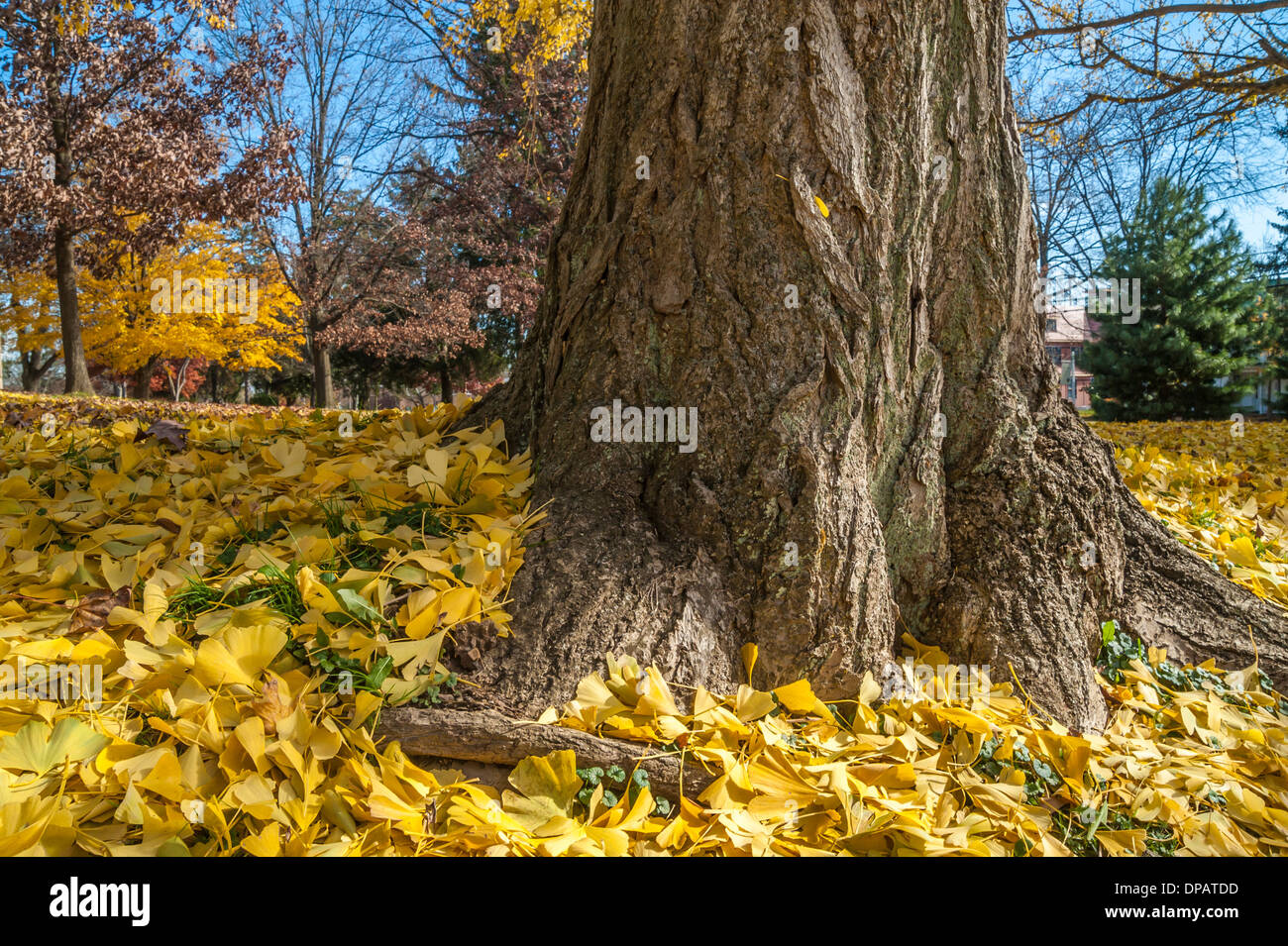In autunno le foglie di Ginkgo moquette prato Foto Stock