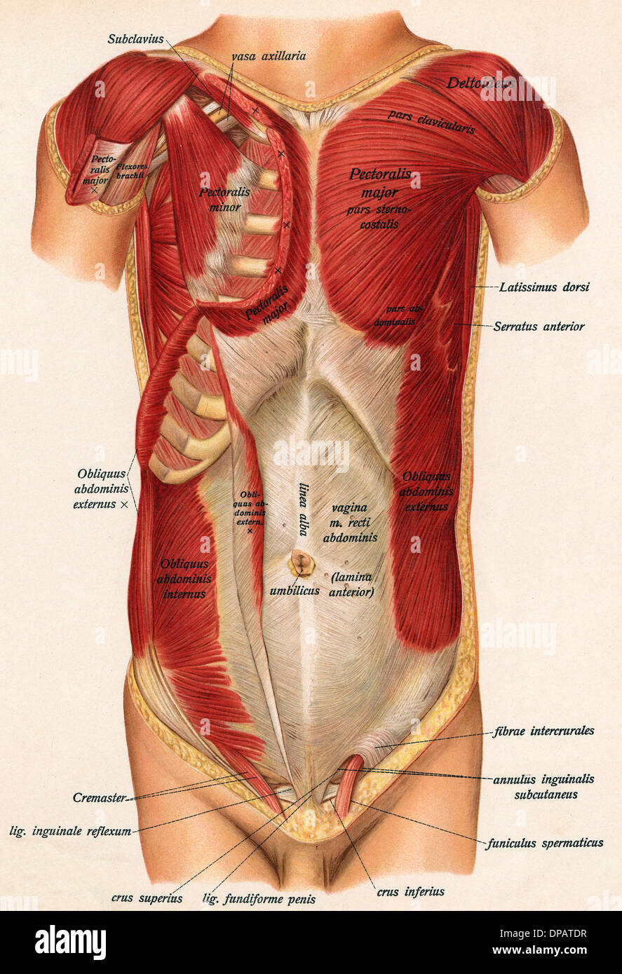 Muscoli frontale del corpo Foto Stock