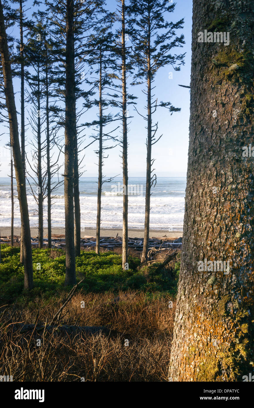 Godere un po' di ombra e di terra superiore in alberi sopra l'Oceano Pacifico Foto Stock