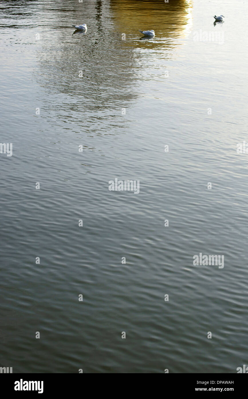 Acqua di riflessione e di gabbiani Foto Stock