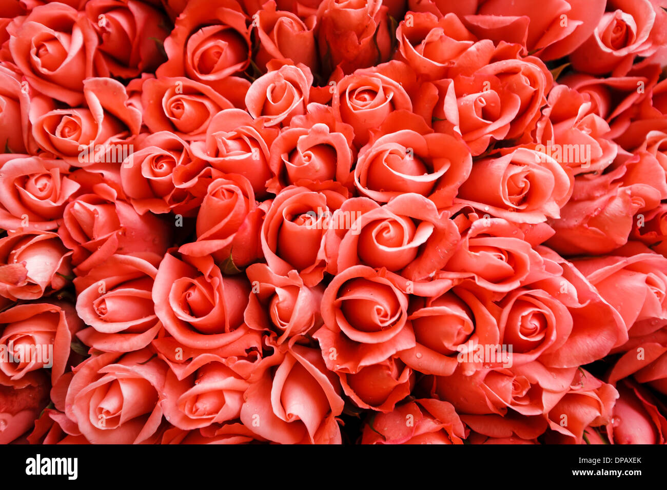 Chiusura del display di decine di rose rosa al vivaio pronto per mercato Foto Stock