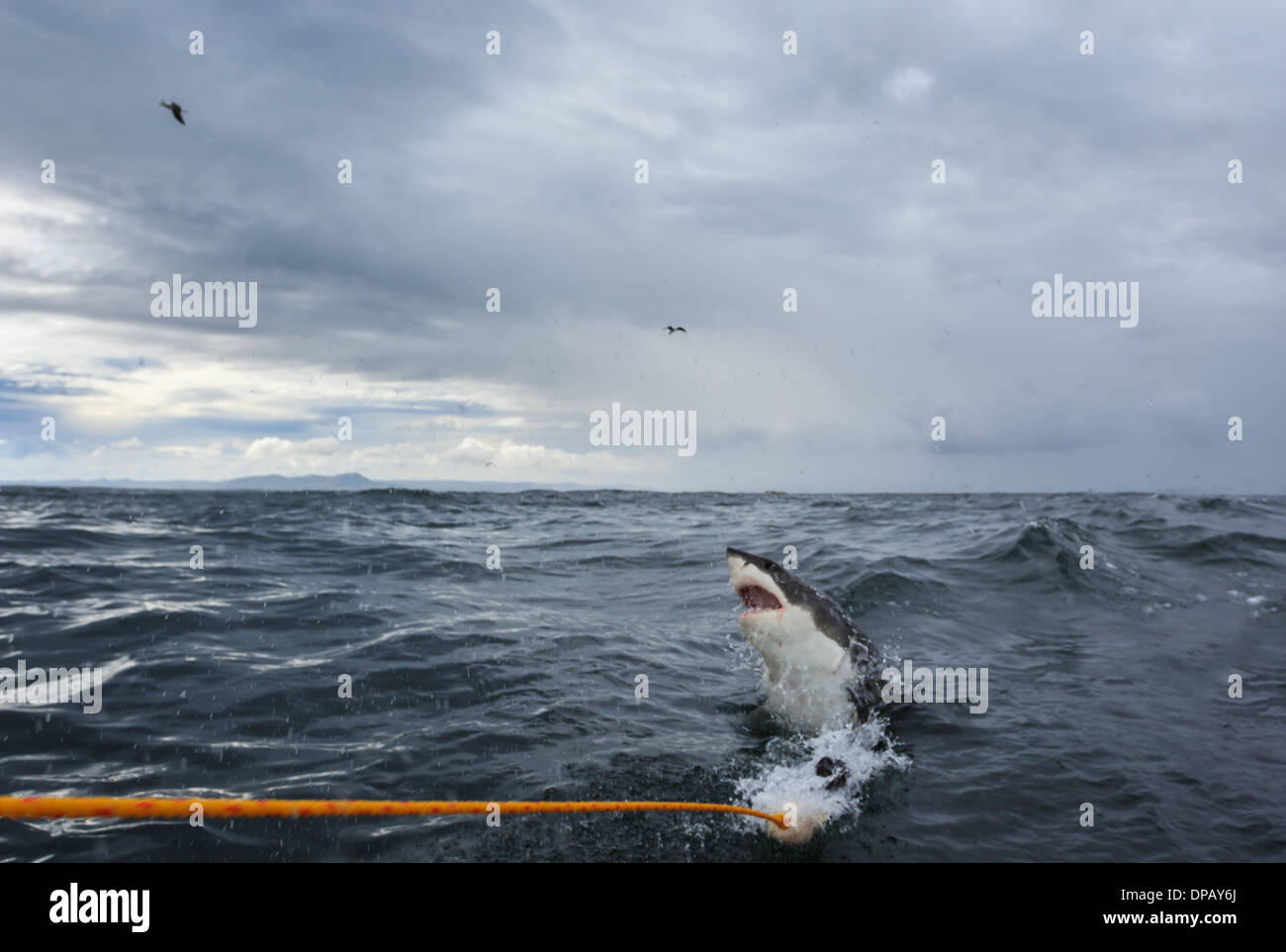 Il grande squalo bianco rompe l'acqua con la gabbia per immersioni Foto Stock