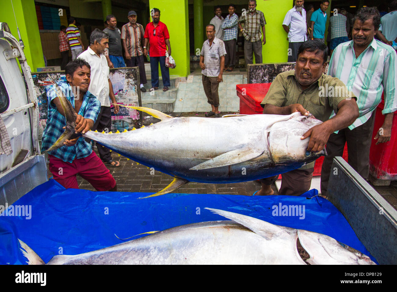Gli uomini il caricamento di tonno al mercato del pesce, maschio, Maldive Foto Stock