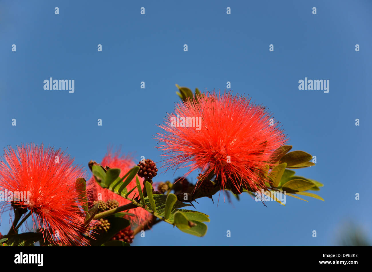 Polvere rossa puff dall'isola tropicale iriomote tra le isole yaeyama in Giappone Foto Stock