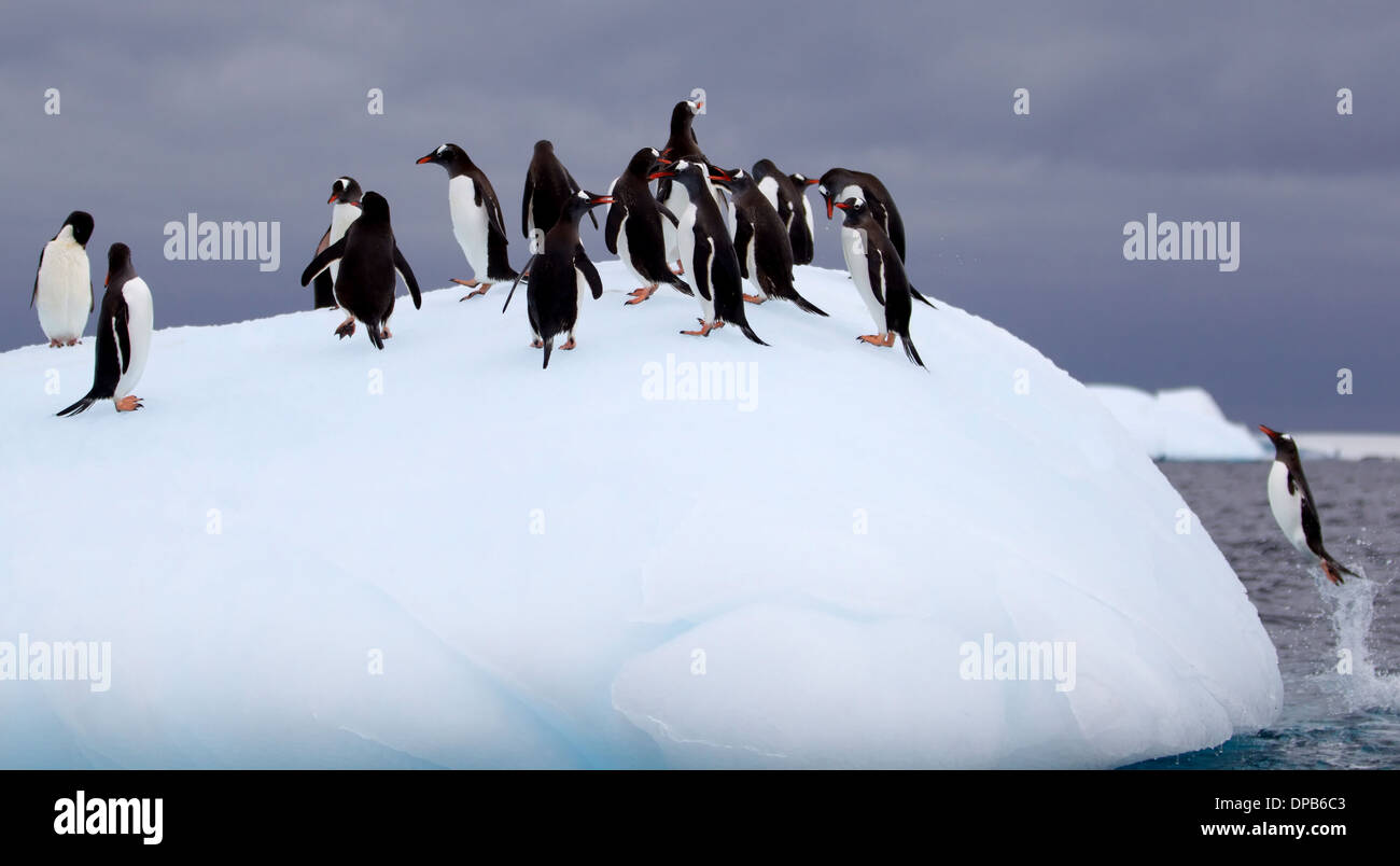 Pinguino Gentoo siluramento fuori dell'acqua su un iceberg in Antartide Foto Stock
