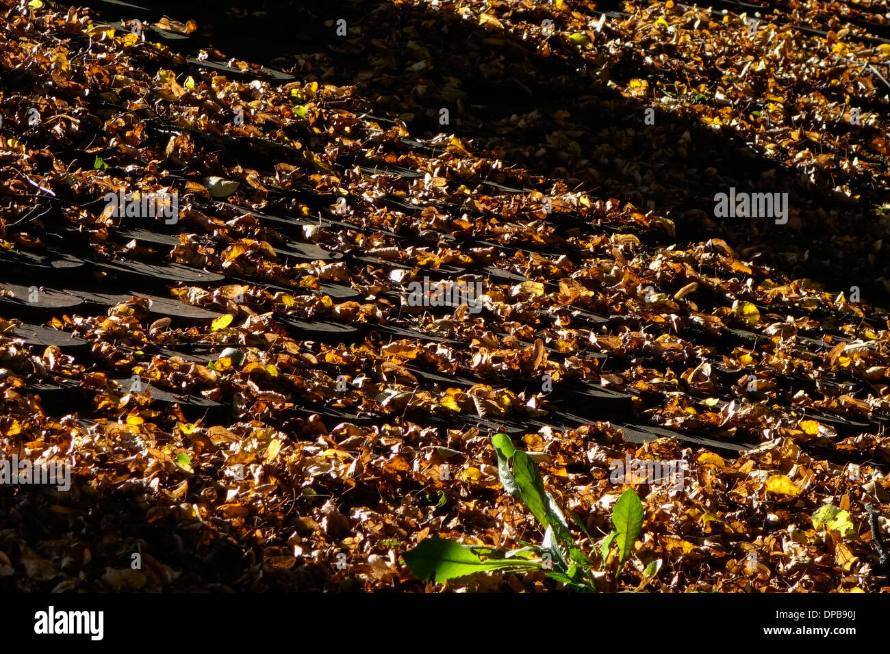 Sul tetto della casa coperte di muschio e foglie Foto Stock