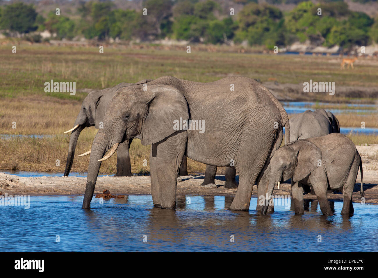 Un branco di elefanti ( Loxodonta africana ) bere presso il fiume Chobe in Botswana. Foto Stock