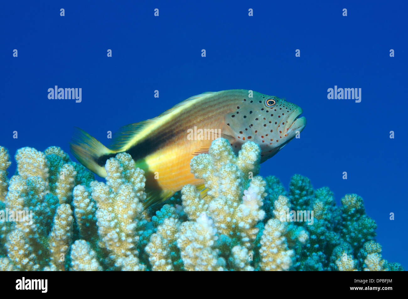 Appollaiato freckled hawkfish o nero facciate hawkfish (Paracirrhites forsteri), Mar Rosso, Egitto, Africa Foto Stock