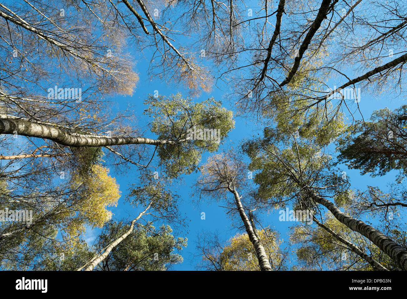 Germania, Baden Wuerttemberg, Villingen-Schwenningen, roverella betulle a Schwenninger Moos Riserva Naturale a basso angolo di visione Foto Stock