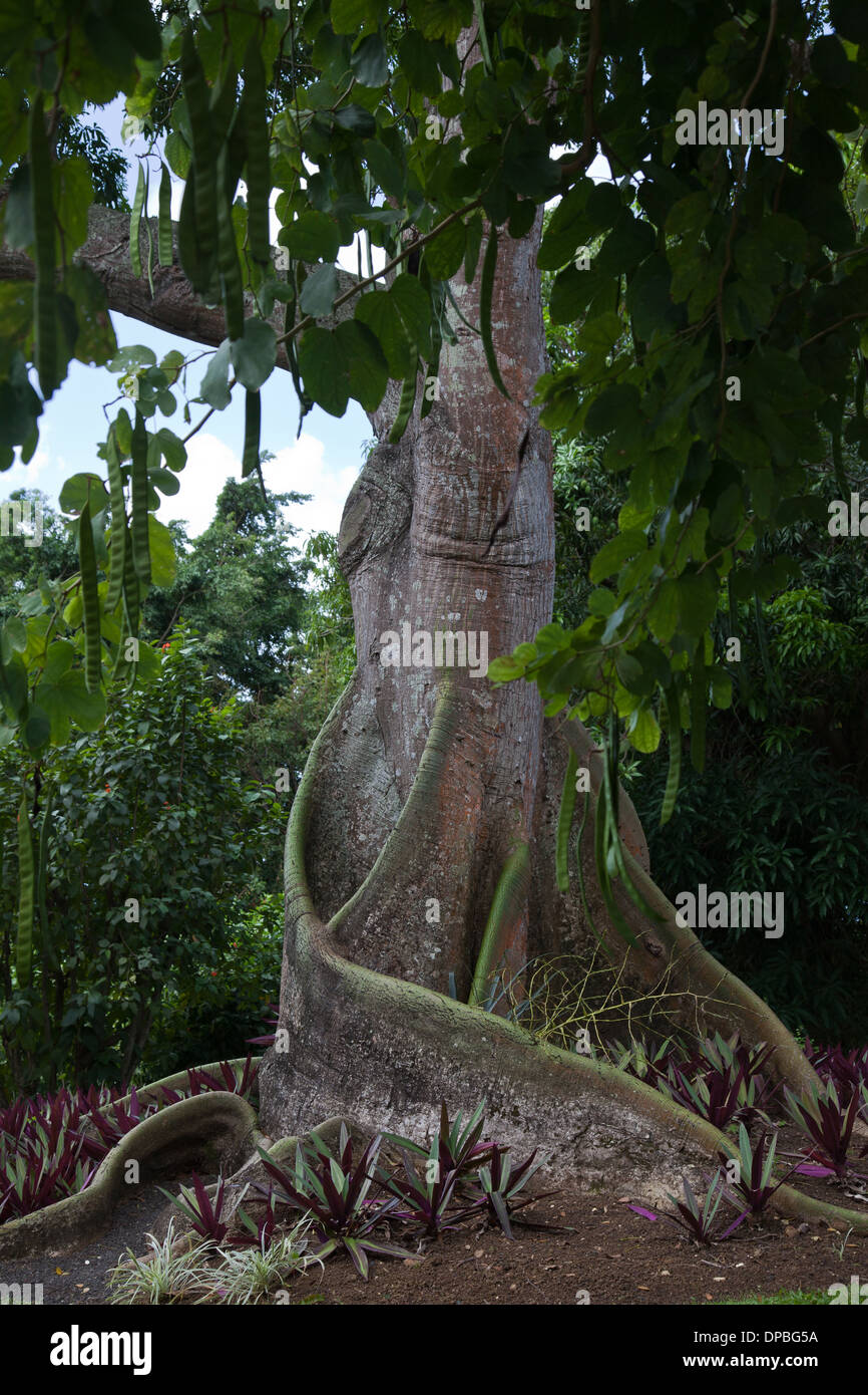 Giardino botanico di Deshaies Guadalupa, French West Indies Foto Stock