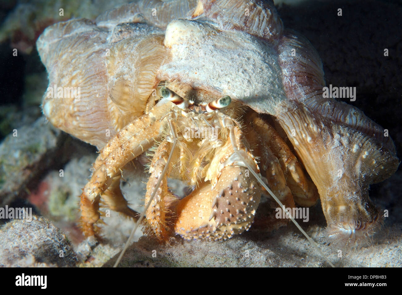 Anemone granchio eremita (Dardano tinctor) Mare Rosso, Egitto, Africa Foto Stock