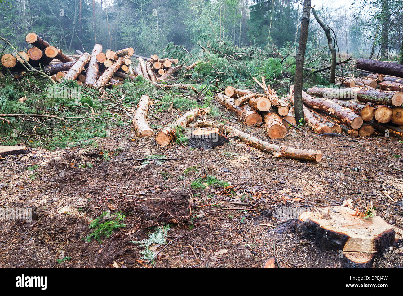 La gestione forestale opere in Kingsford Country Park in South Staffordshire REGNO UNITO Foto Stock