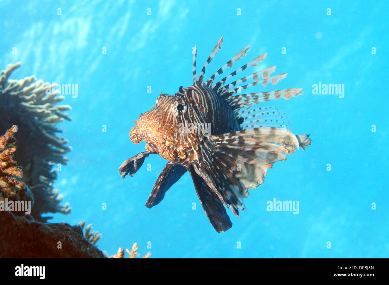 Leone Rosso (pterois volitans) Mare Rosso, Egitto, Africa Foto Stock