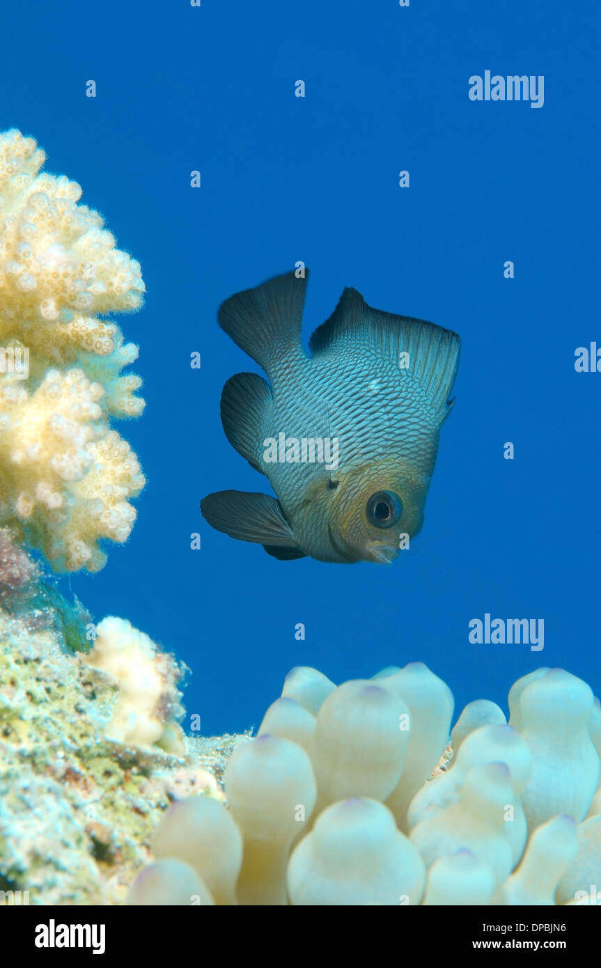 Threespot dascyllus, domino fanciulla o semplicemente domino (Dascyllus trimaculatus) Mare Rosso, Egitto, Africa Foto Stock