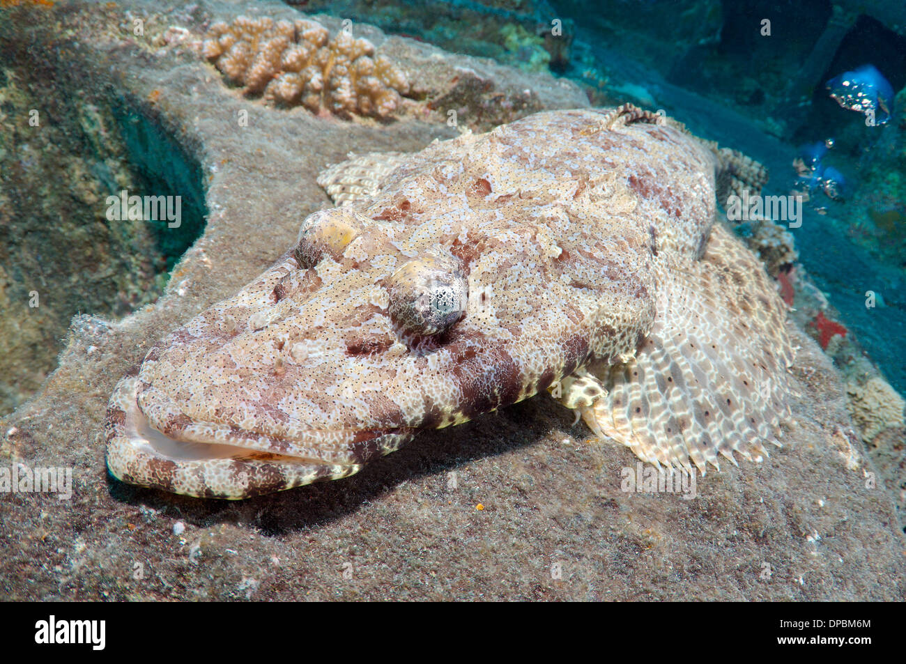 Tentacled o flathead Crocodilefish (Papilloculiceps longiceps) sul naufragio 'SS Thistlegorm'. Mar Rosso, Egitto, Africa Foto Stock