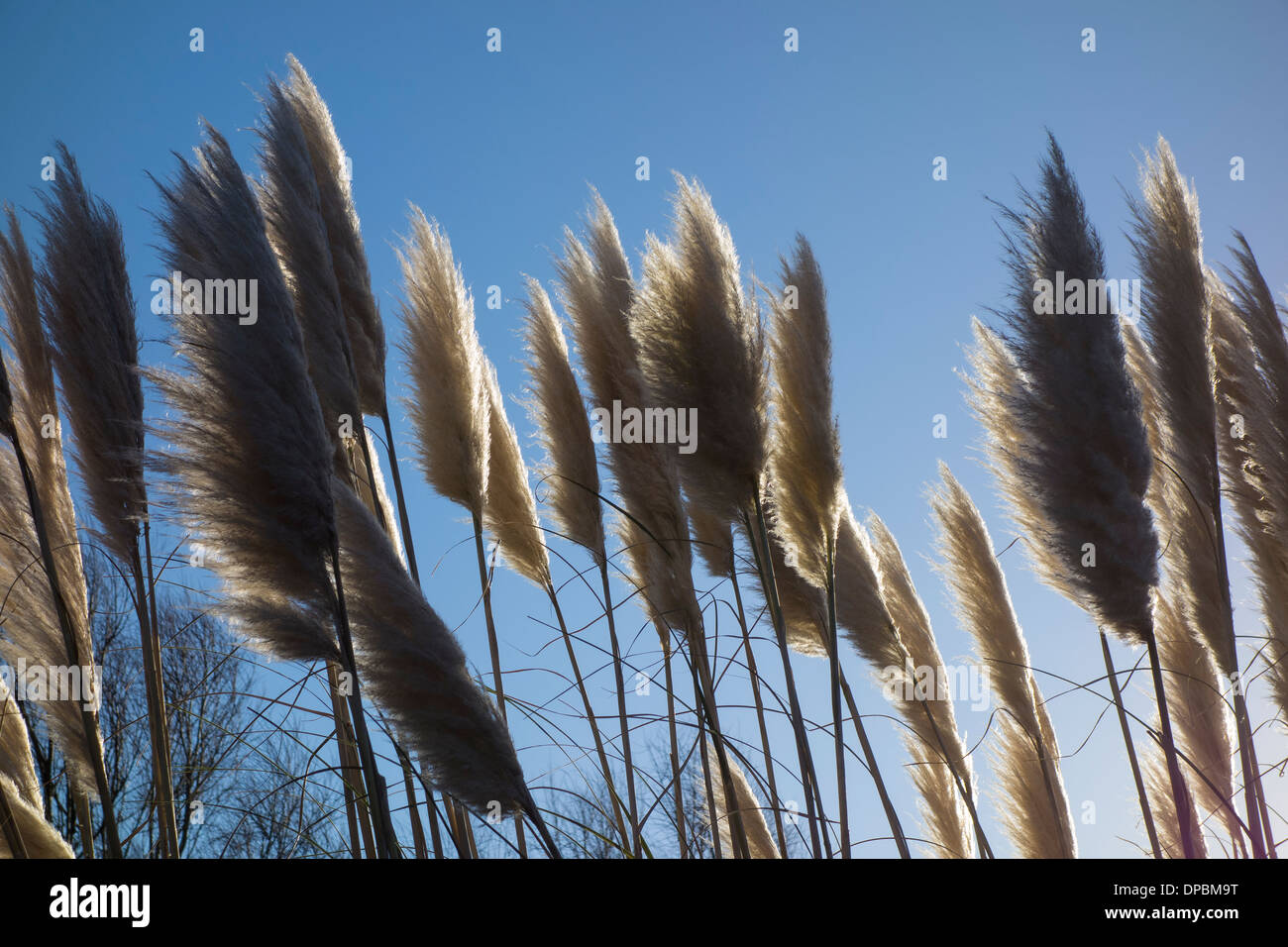 Piume di erba di pampa immagini e fotografie stock ad alta risoluzione -  Alamy