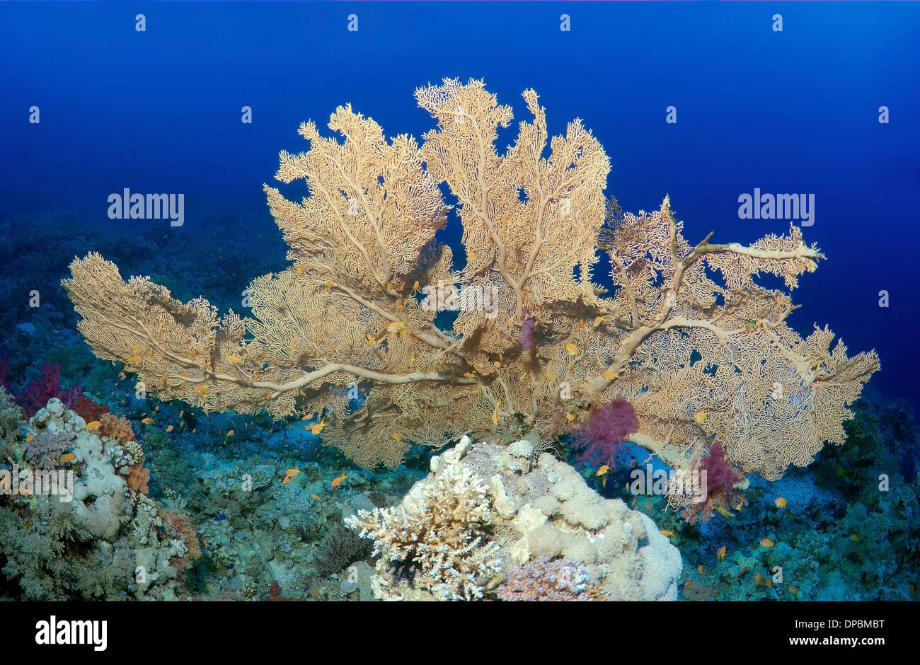 Coral reef a Ras Mohammed Parco Nazionale, la penisola del Sinai, Sharm el-Sheikh, Mar Rosso, Egitto, Africa Foto Stock
