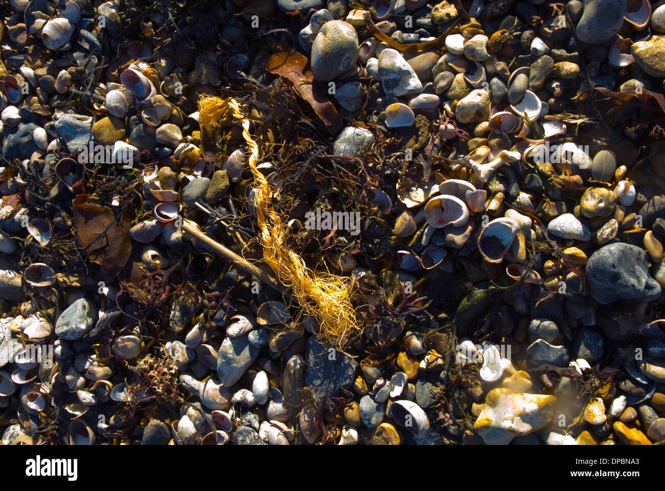 Eliminazione di rifiuti dalla riva del mare Foto Stock