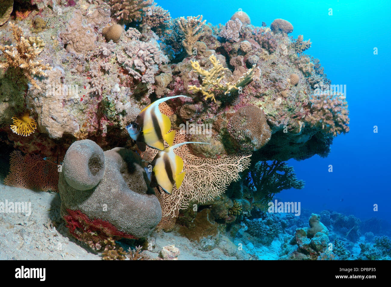 Pennant coralfish, longfin bannerfish o cocchiere (Heniochus acuminatus) Mare Rosso, Egitto, Africa Foto Stock