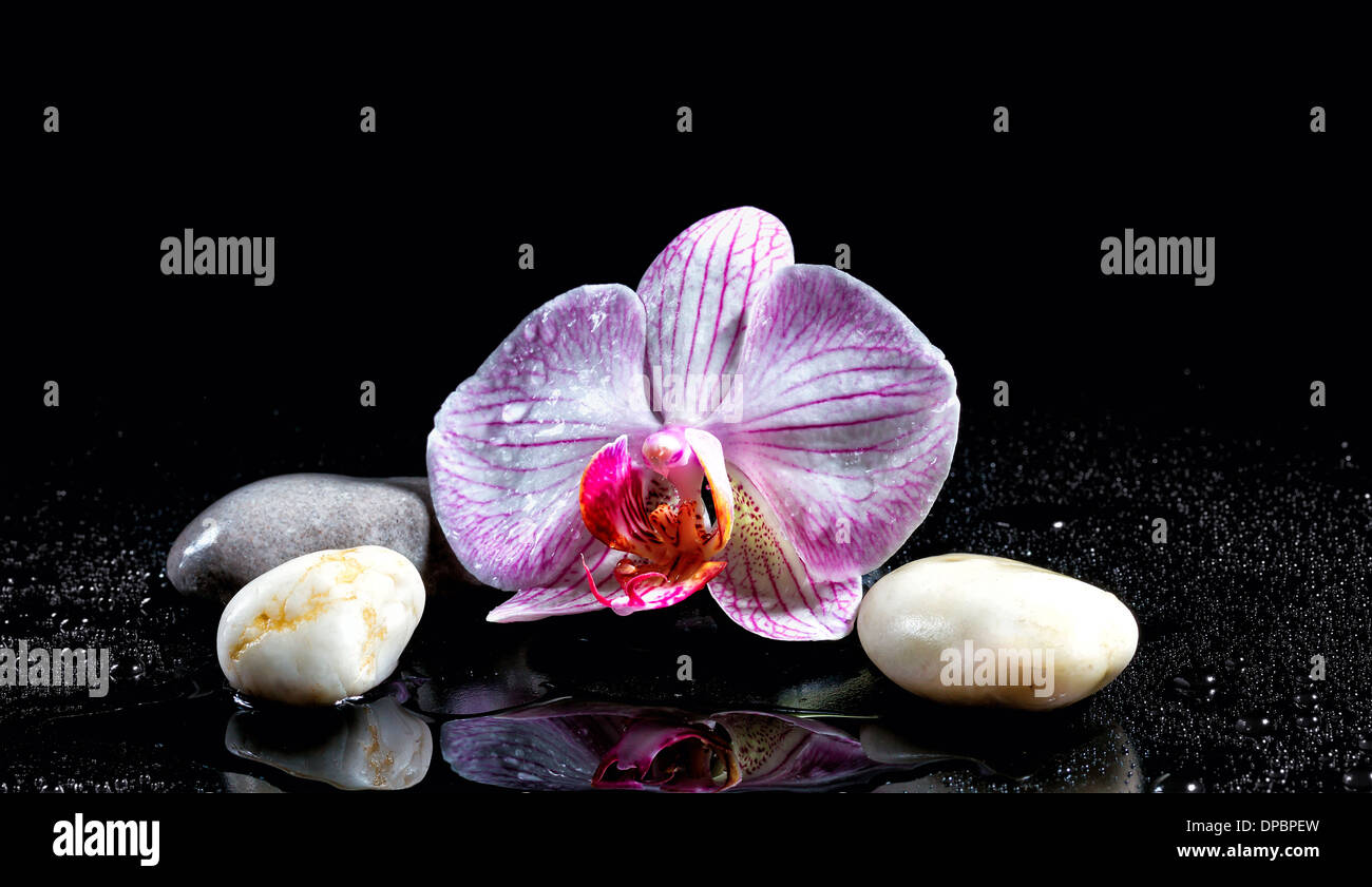Orchid fiore con pietre zen su sfondo nero Foto Stock