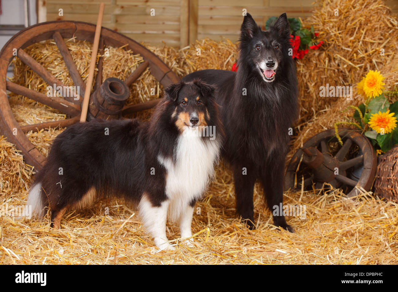 Sheltie, Shetland Sheepdog e Groenendael, belga cane pastore permanente al fieno Foto Stock
